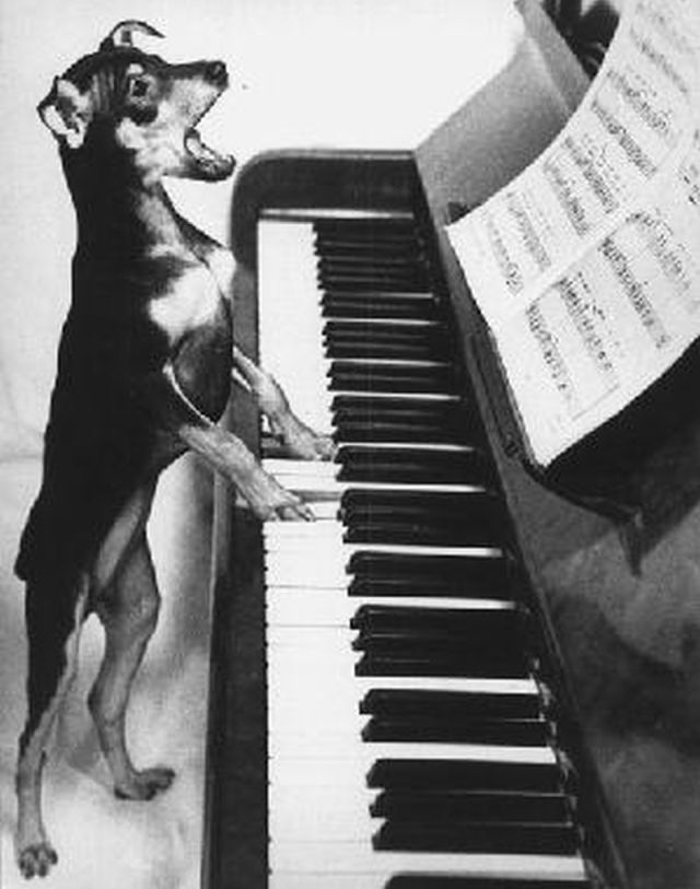Maquoketa, IA Piano Tuning And Repair - Piano Tuner For Maquoketa, IA 52060