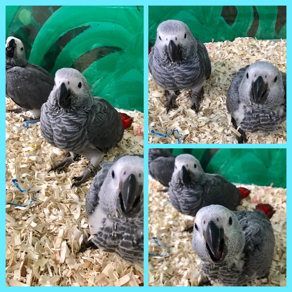 Handfed African Grey Parrots