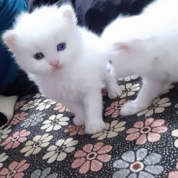 Persian kittens
