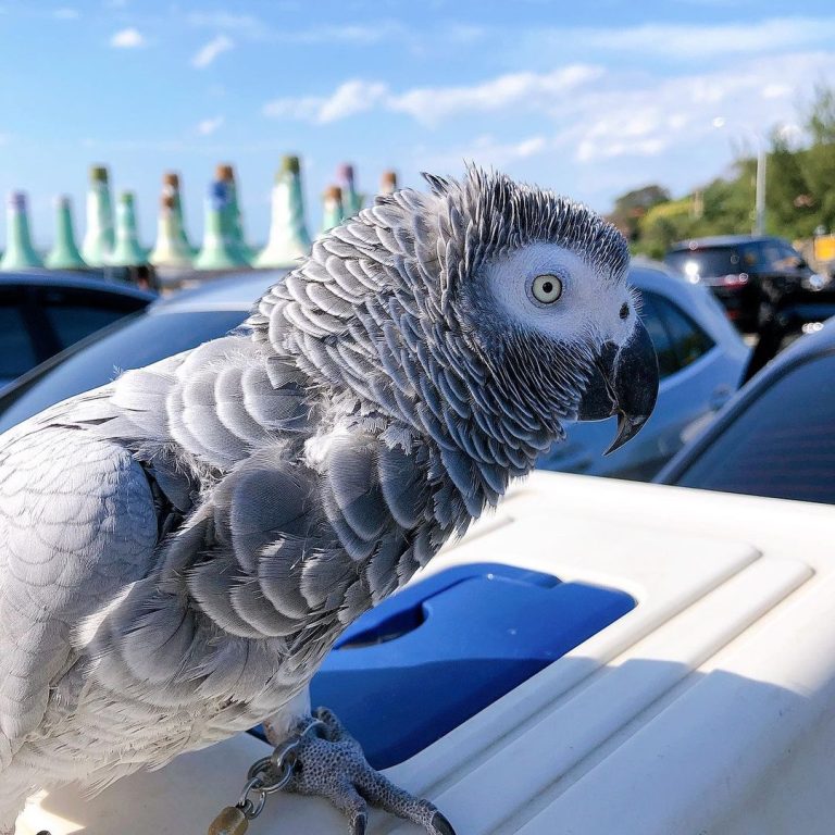 African grey parrots for sale