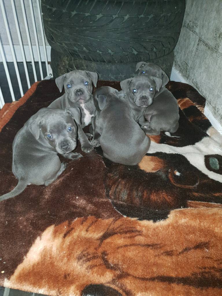 Pennysaver Gorgeous Blue Male Female Staffordshire Bull Terrier Pups In Multnomah Oregon Usa
