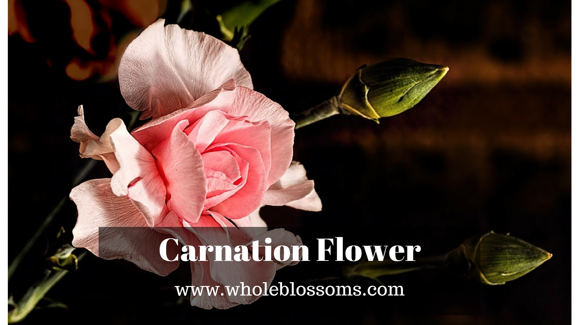 Buy Perfect Carnation Flower in Bulk for Your Special Day
