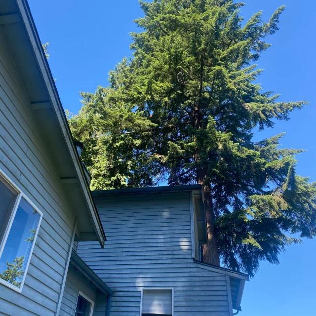 Earthworks Tree Service