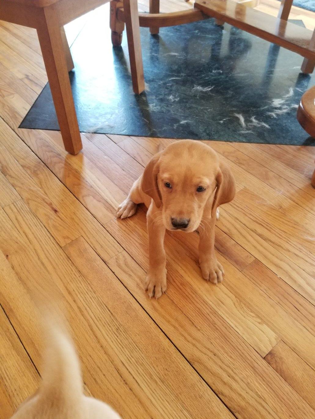 Pennysaver Akc American Red Fox Lab In Madison New York Usa