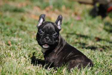 Wallpaper Pennysaver Akc French Bulldog Puppies In A Rainbow Of Colors In For iPhone Free