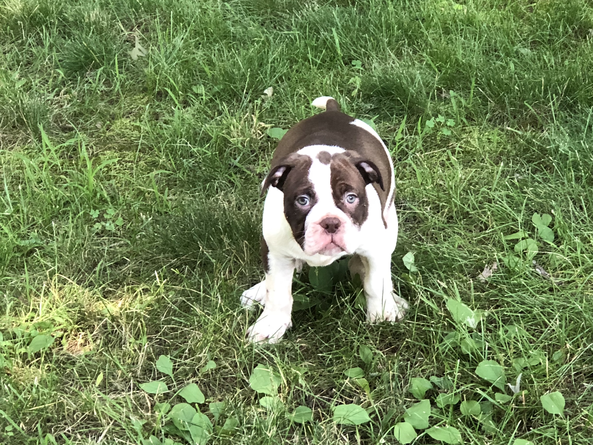 PennySaver | Alapaha Blue Blood Bulldog Puppies for sale ...
