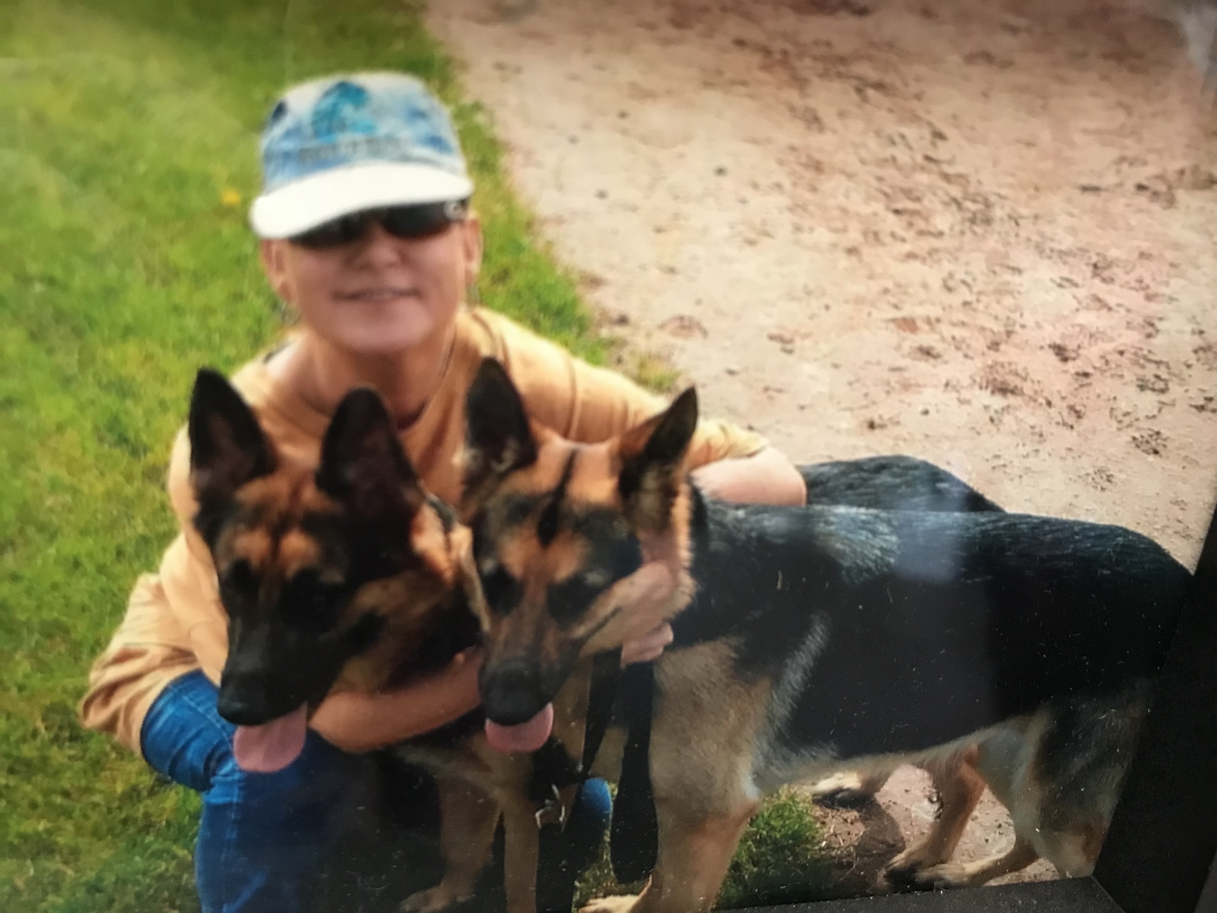 2 Bonded adult German Shepherd Dogs