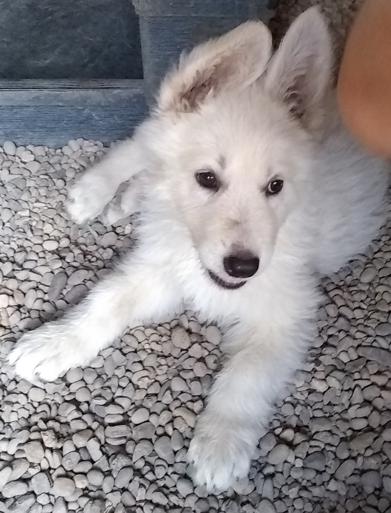 Pennysaver White German Shepherd Puppies 500 In Klamath Oregon Usa