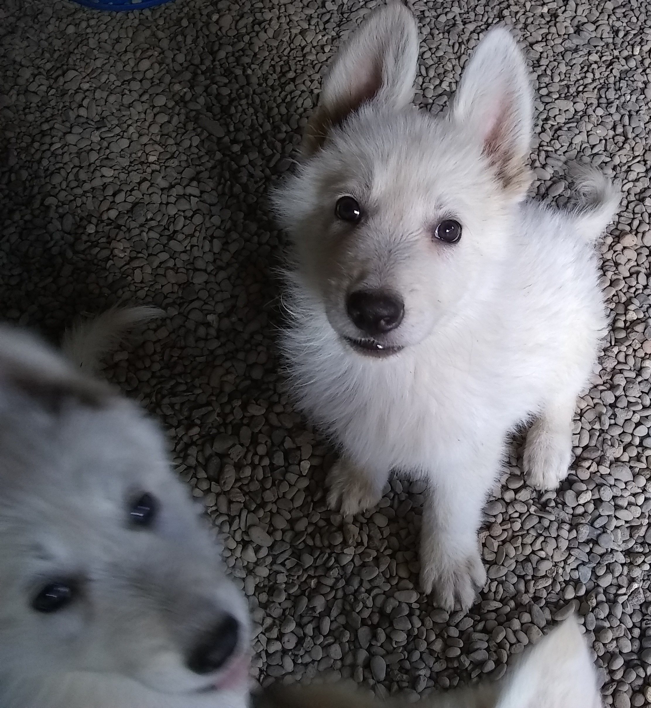Pennysaver White German Shepherd Puppies 500 In Klamath Oregon Usa