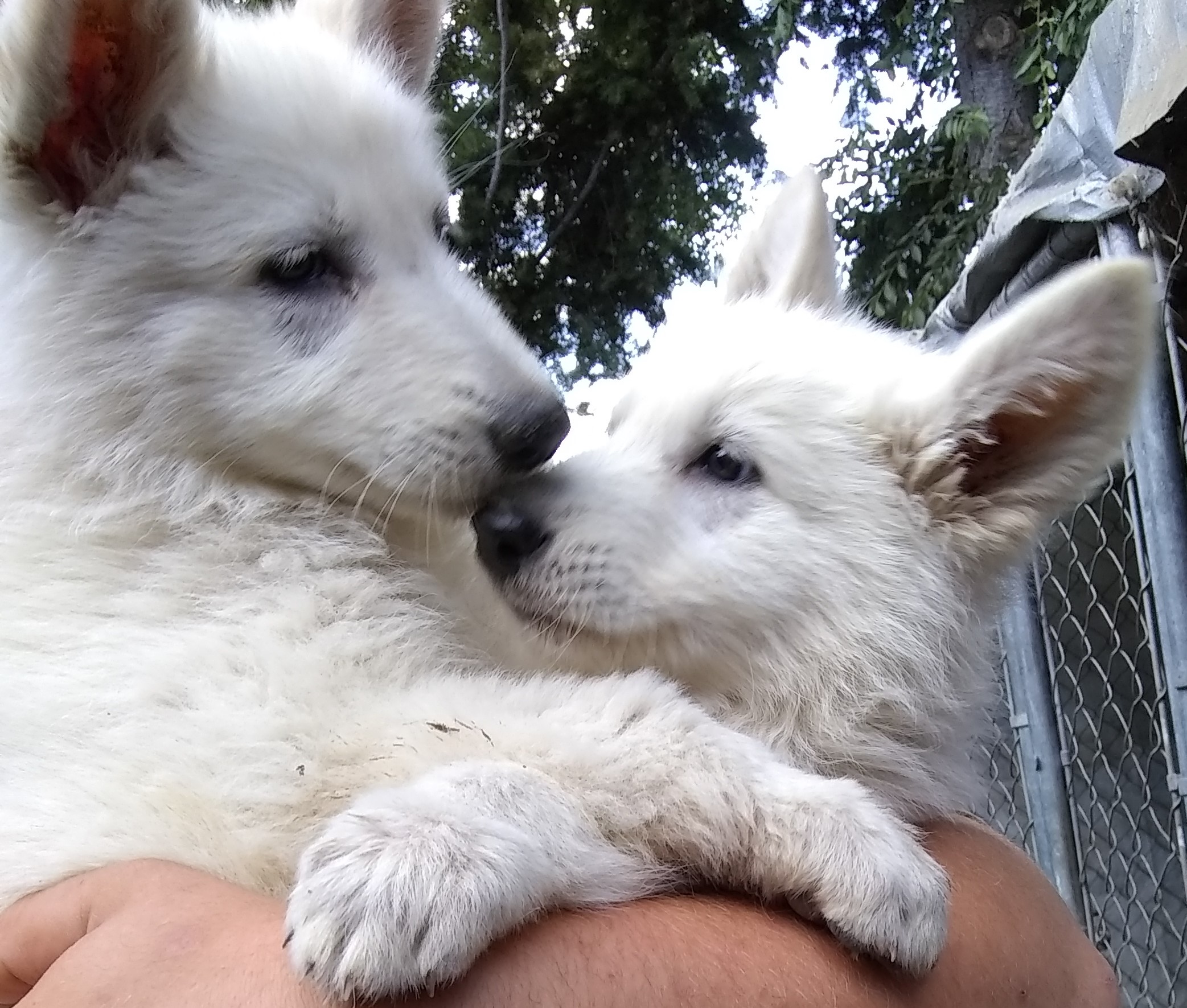 White German Shepherd Puppies $500