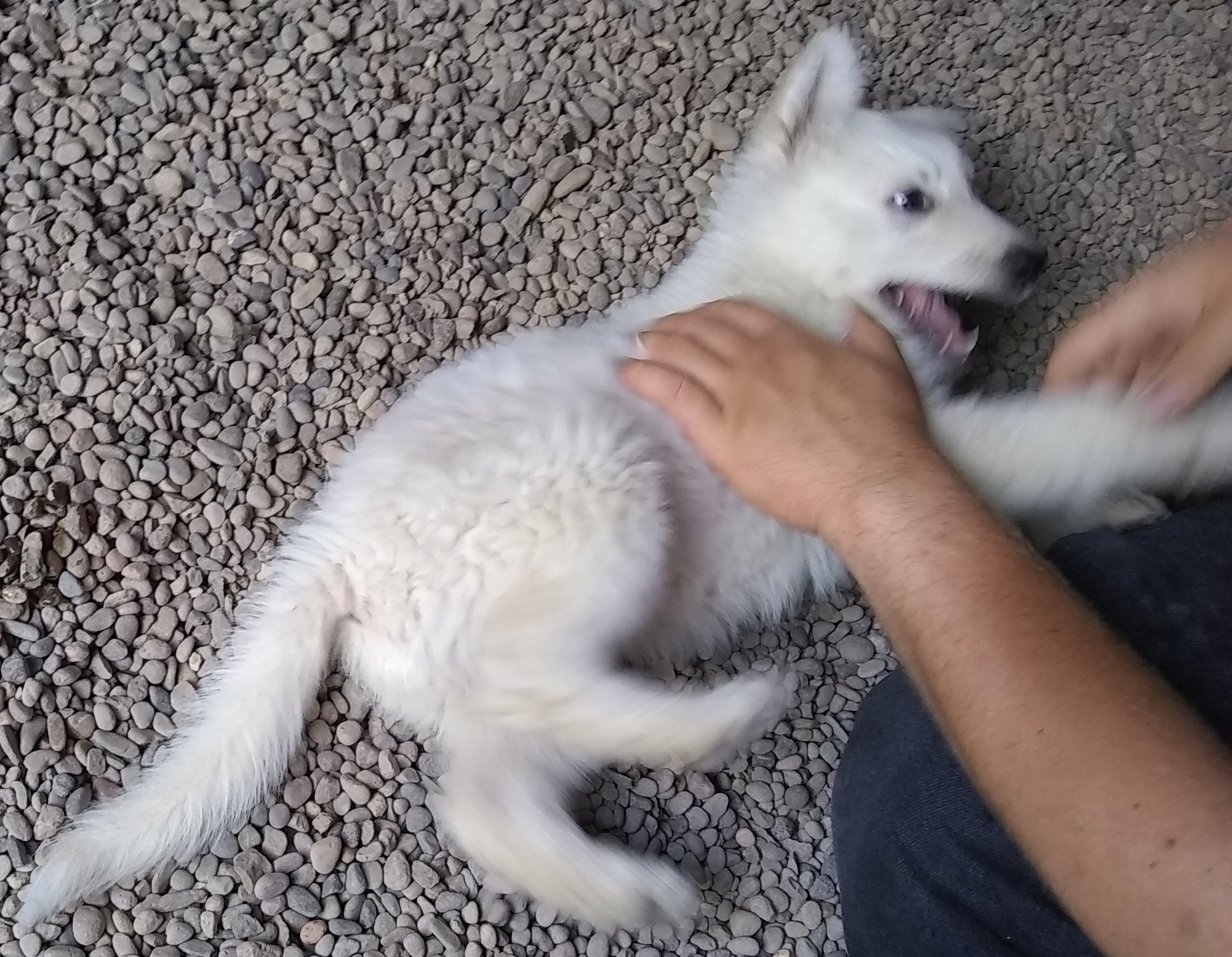 White German Shepherd Puppies $500