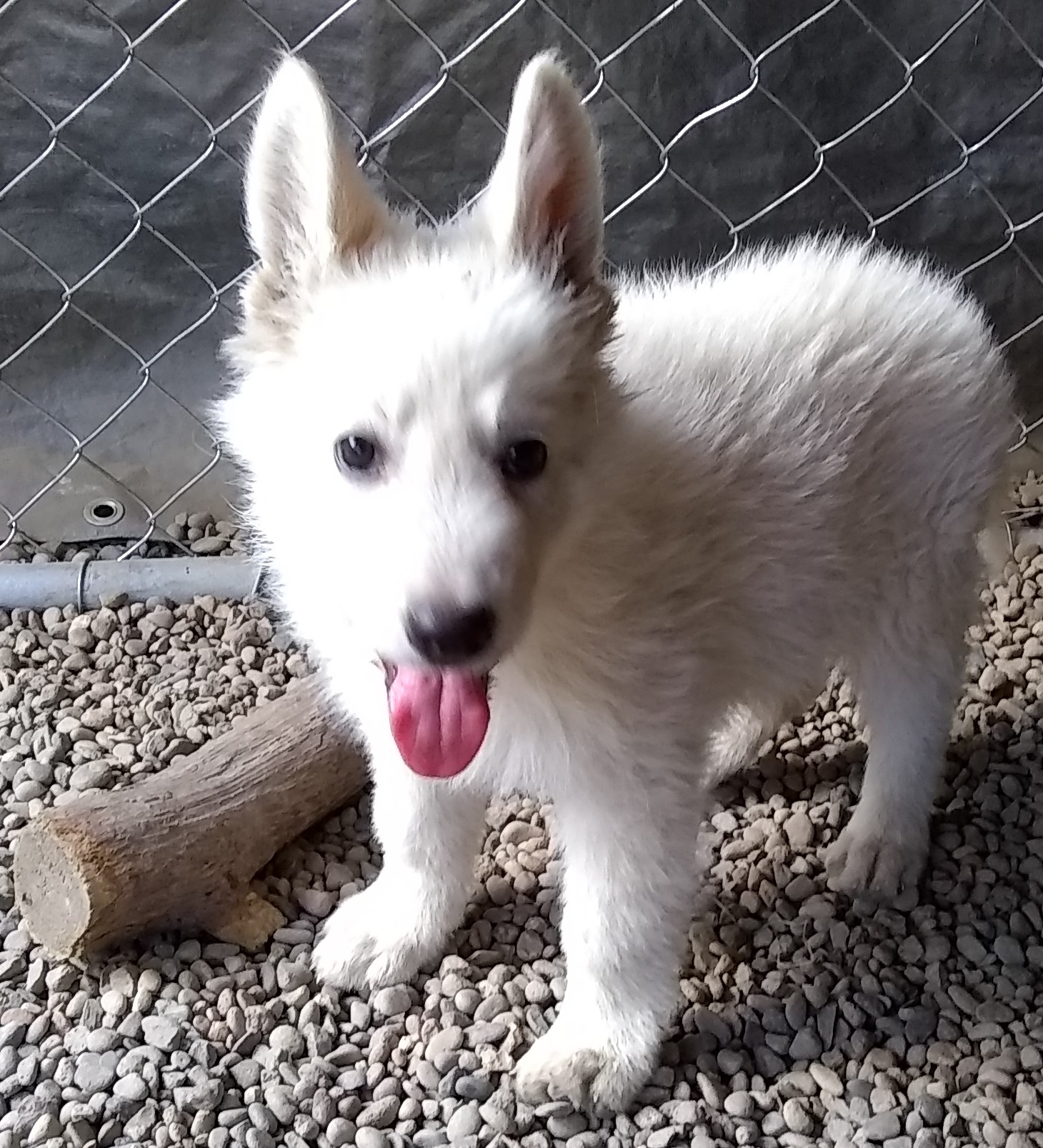 White German Shepherd Puppies $500