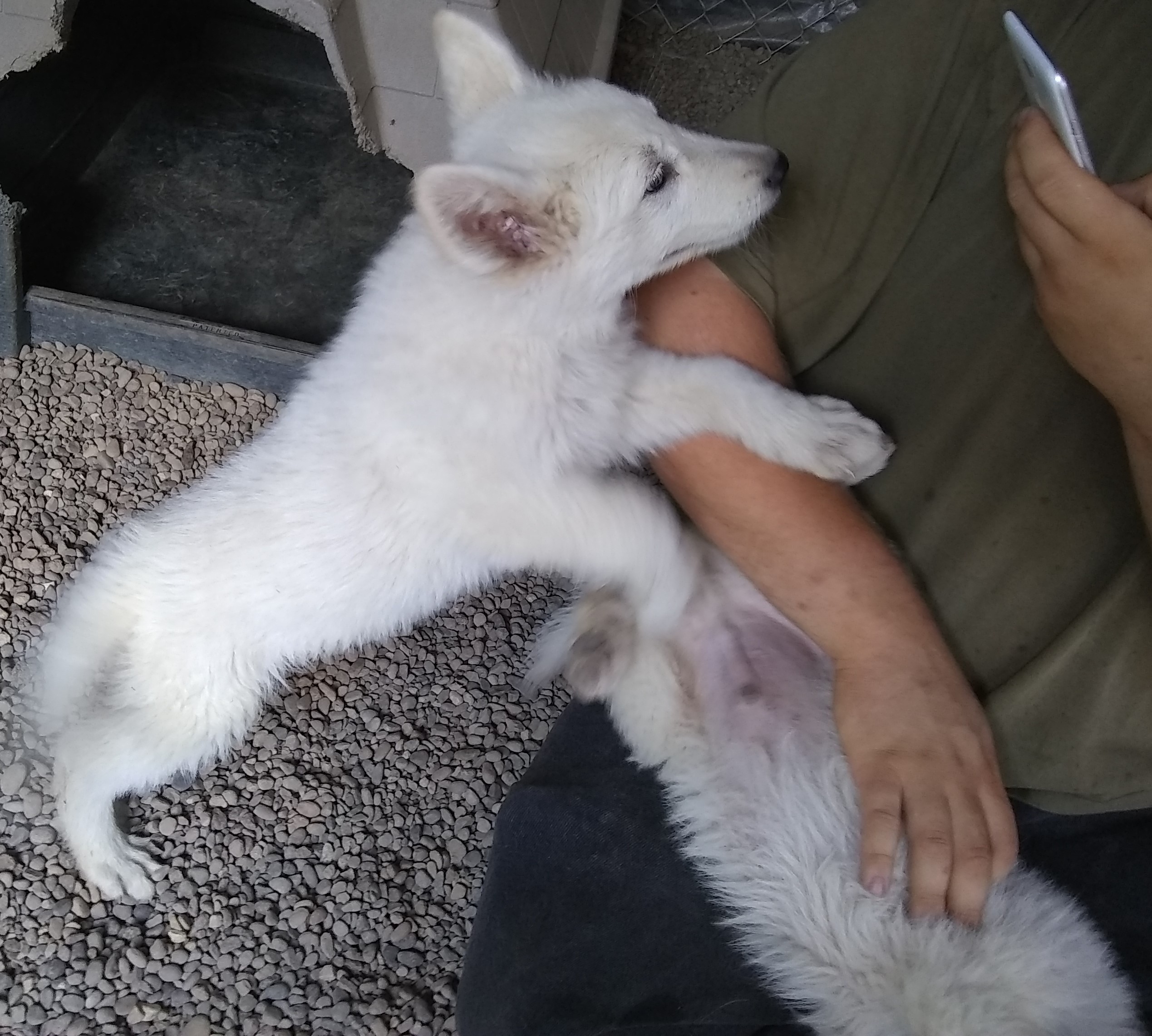 White German Shepherd Puppies $500