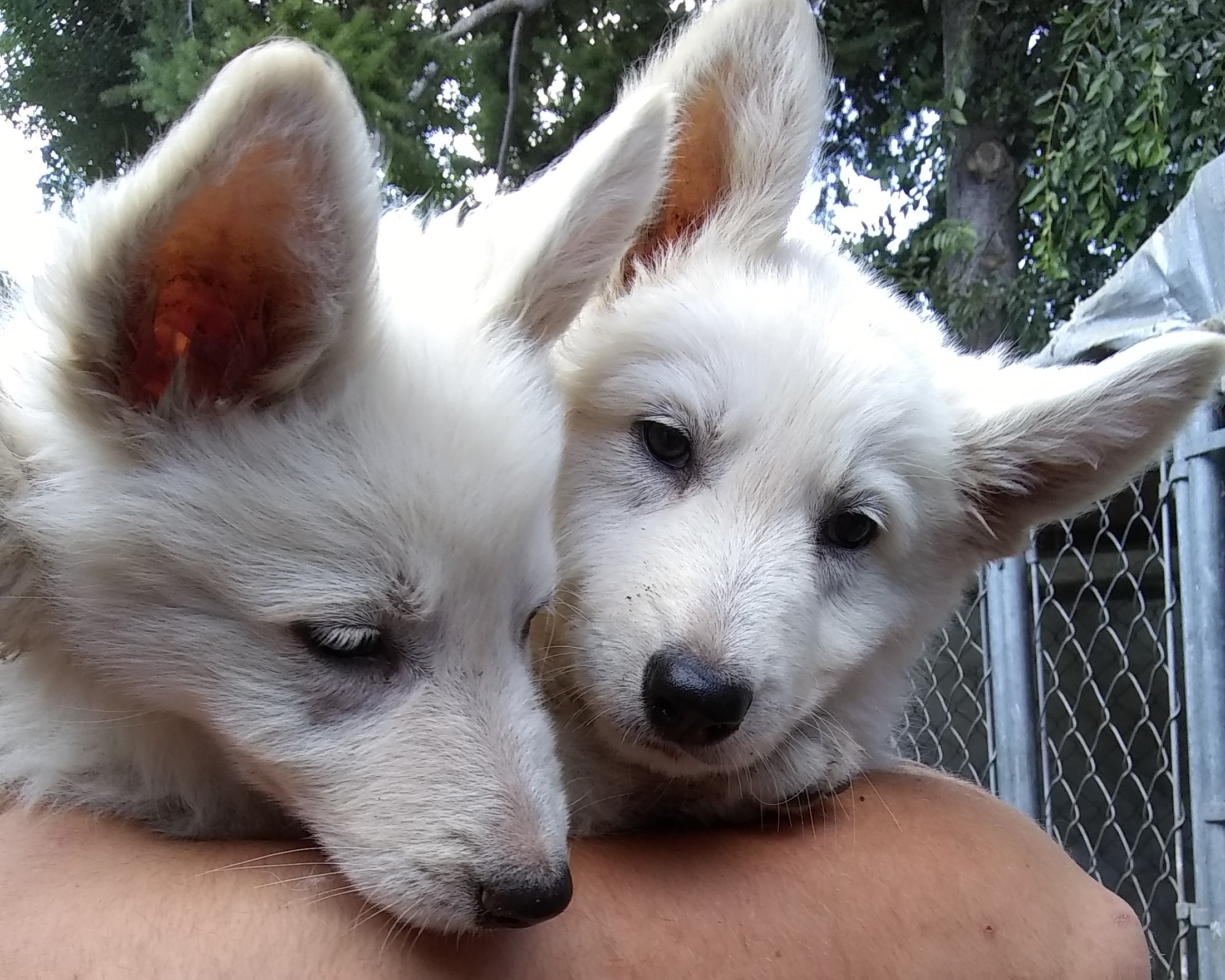 White German Shepherd Puppies $500
