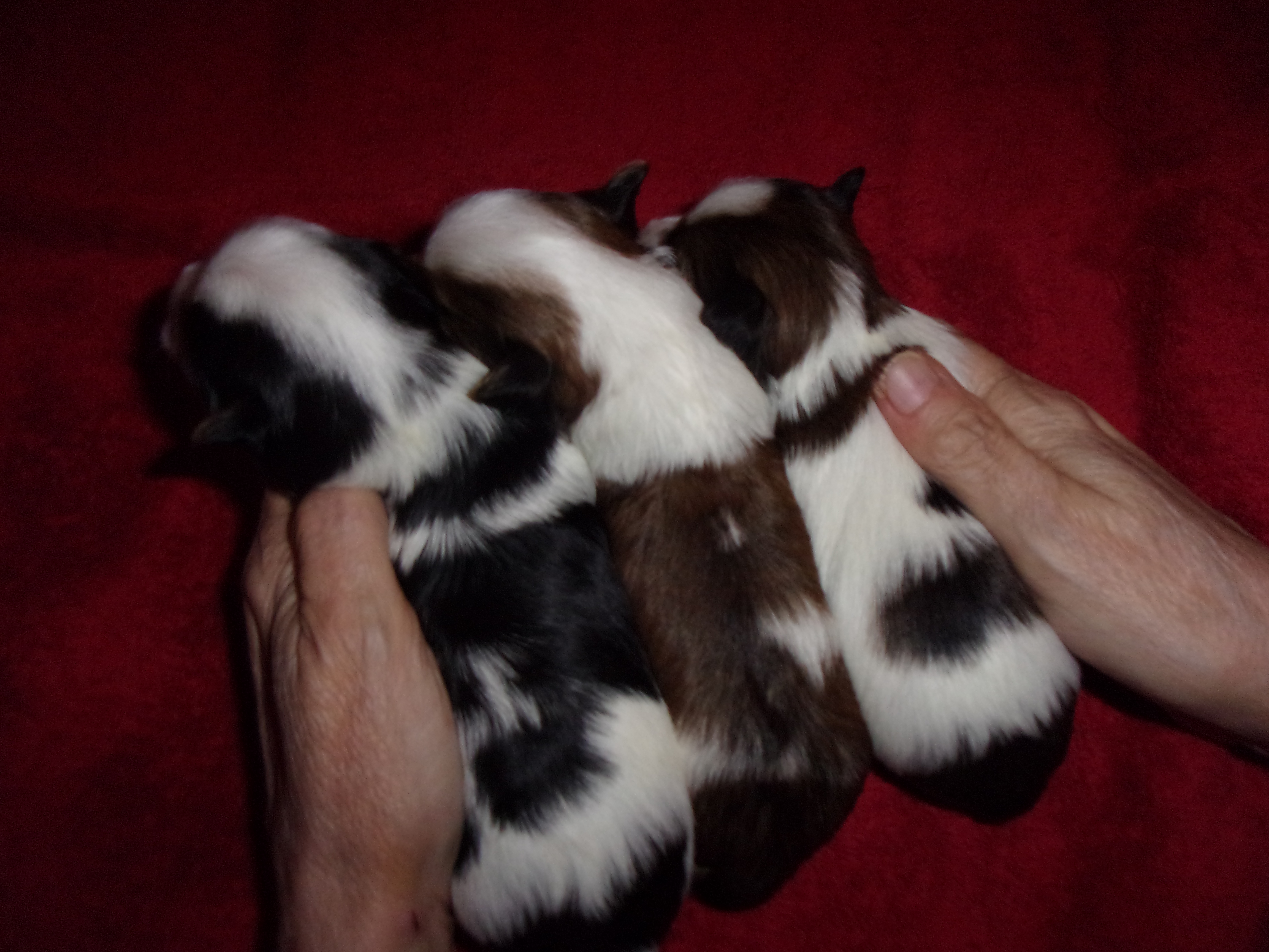 AKC Female Parti Yorkies