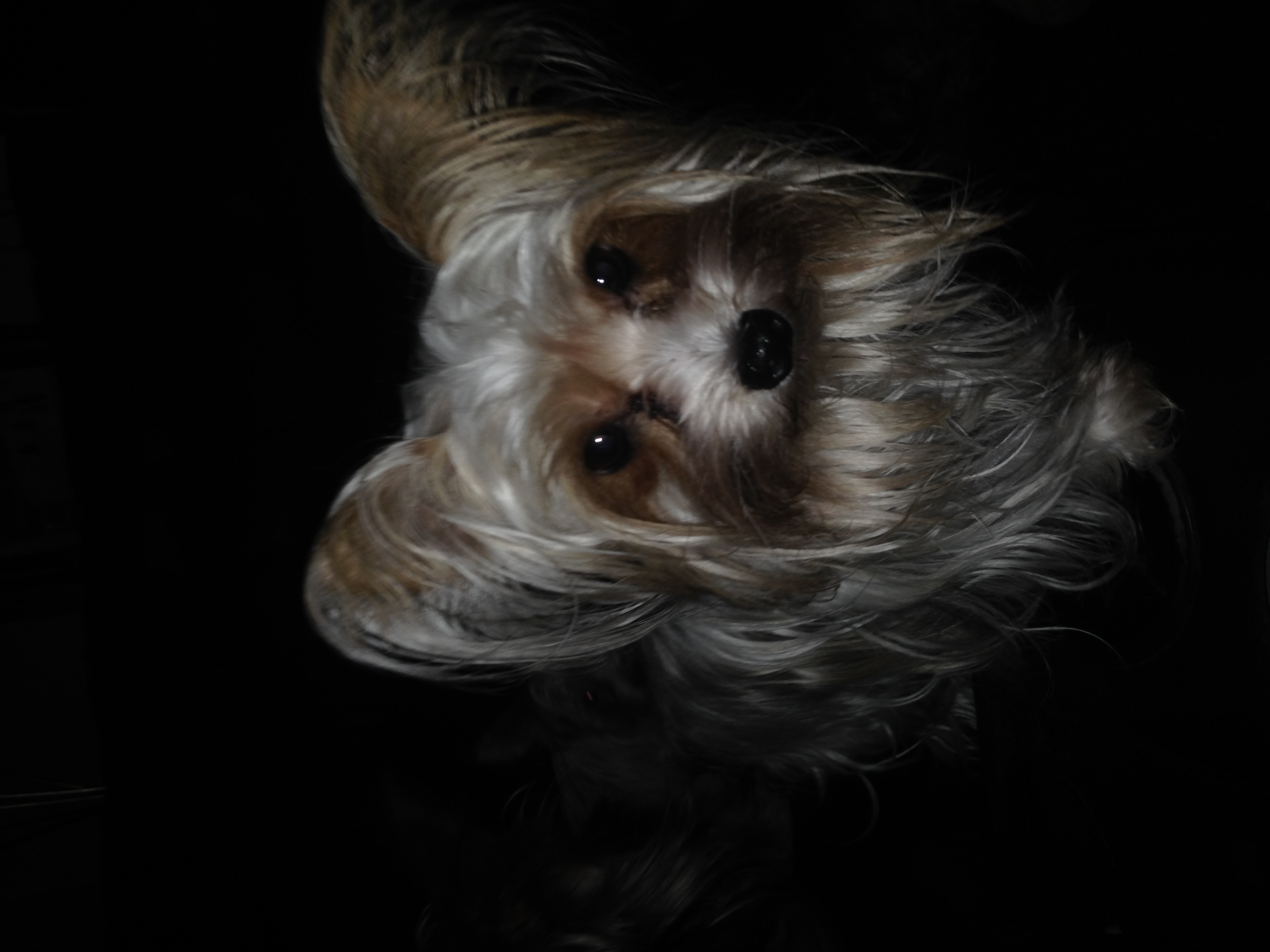 AKC Female Parti Yorkies