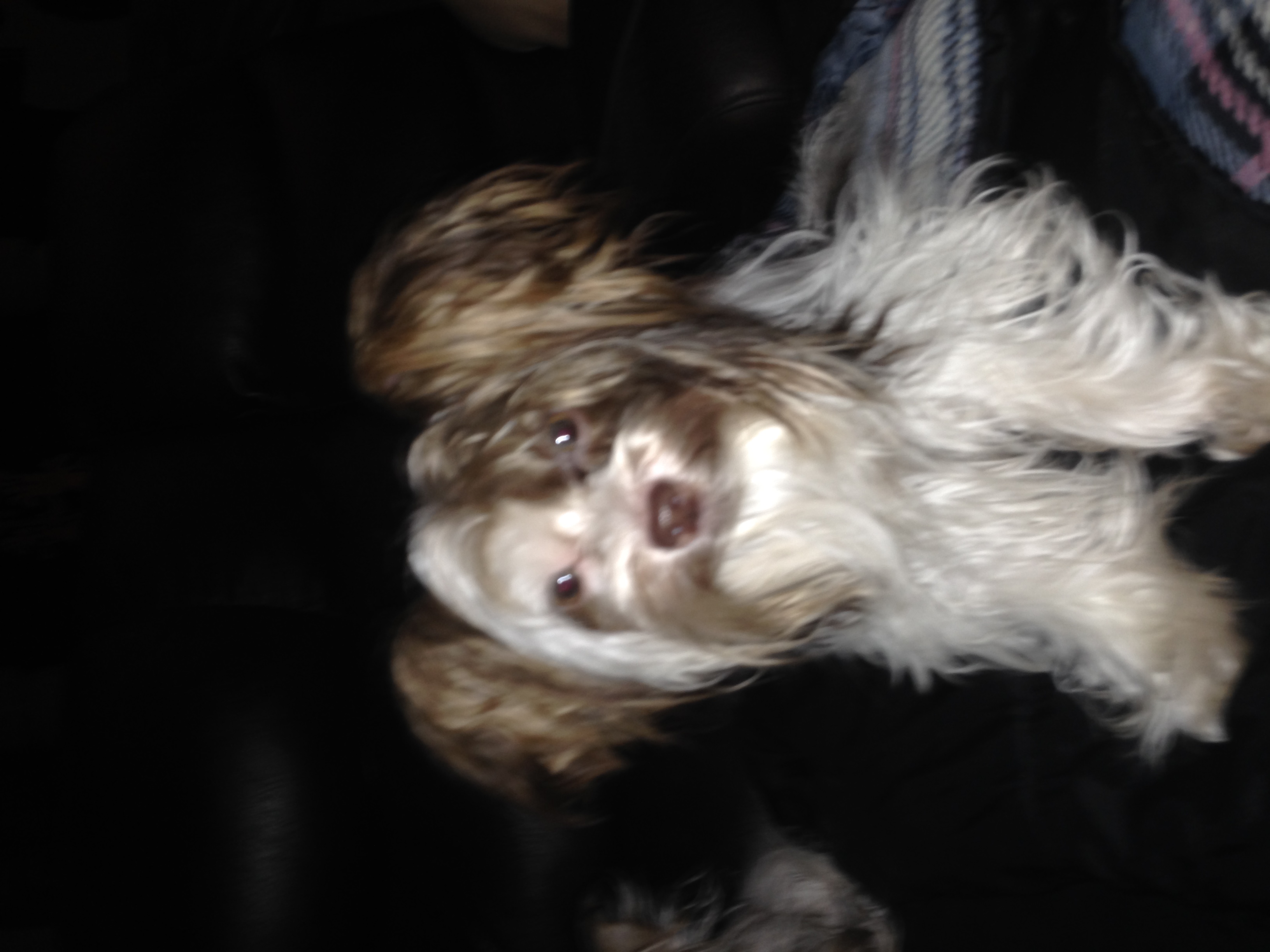 AKC Female Parti Yorkies