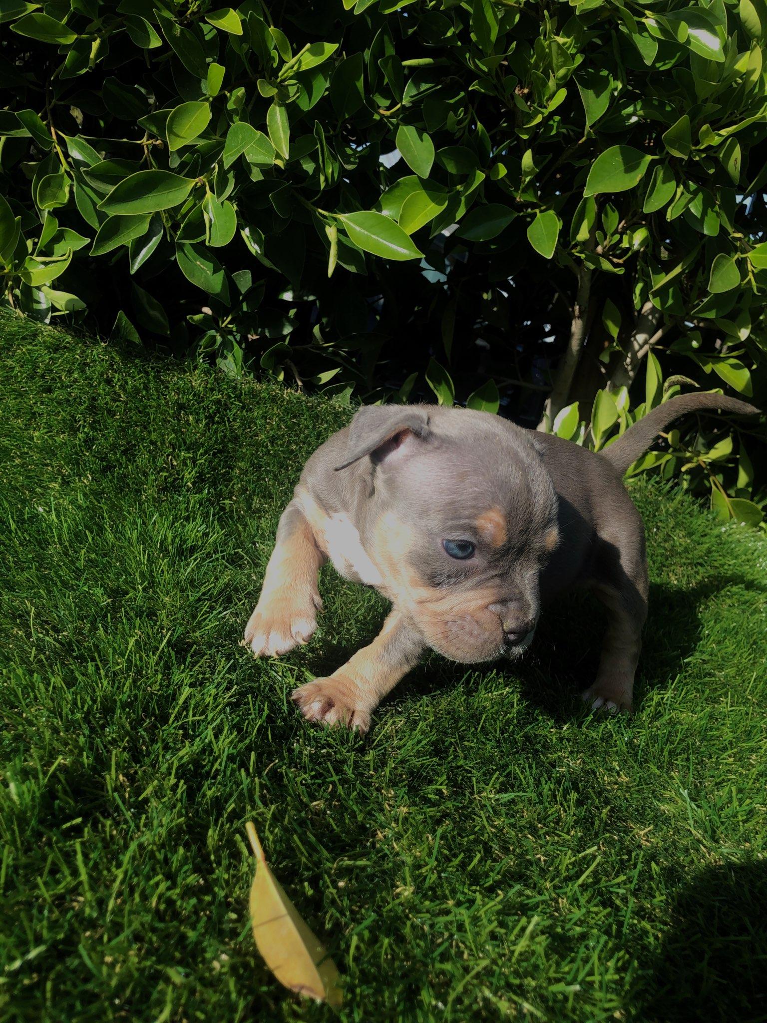 American pocket bully