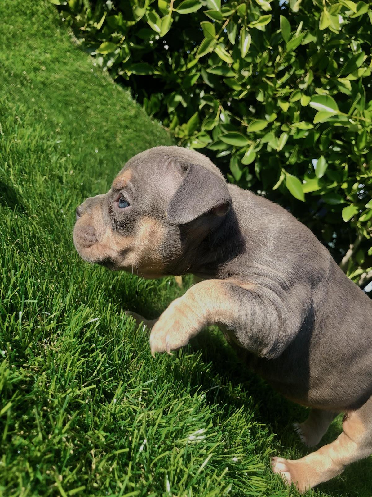 American pocket bully