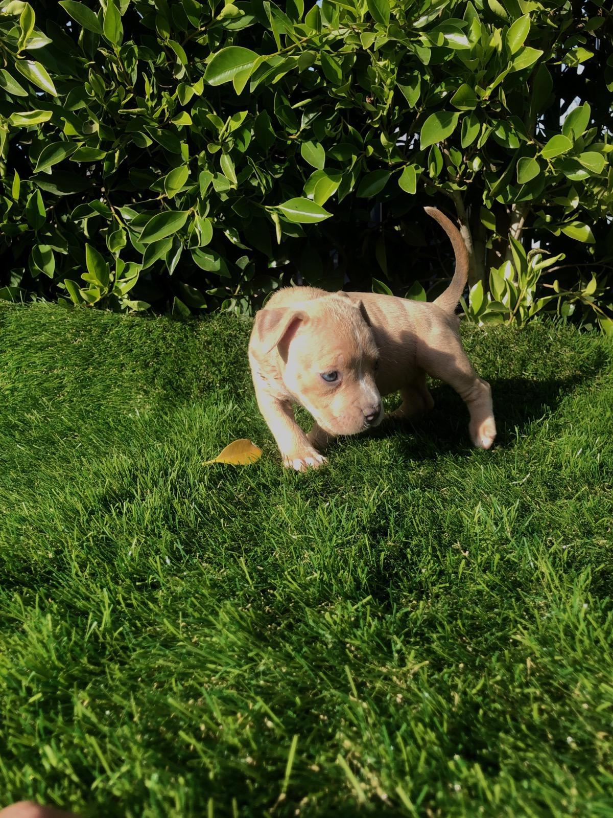 American pocket bully