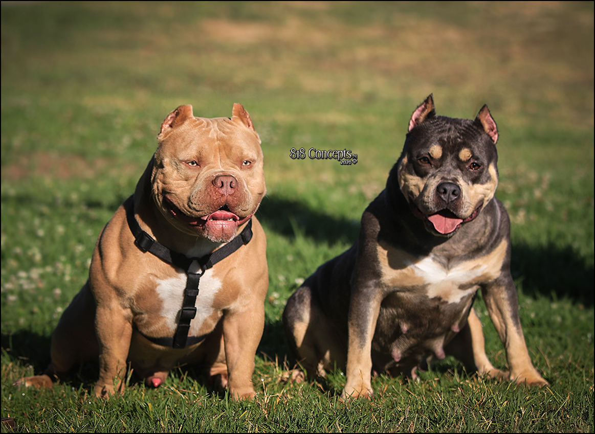American pocket bully