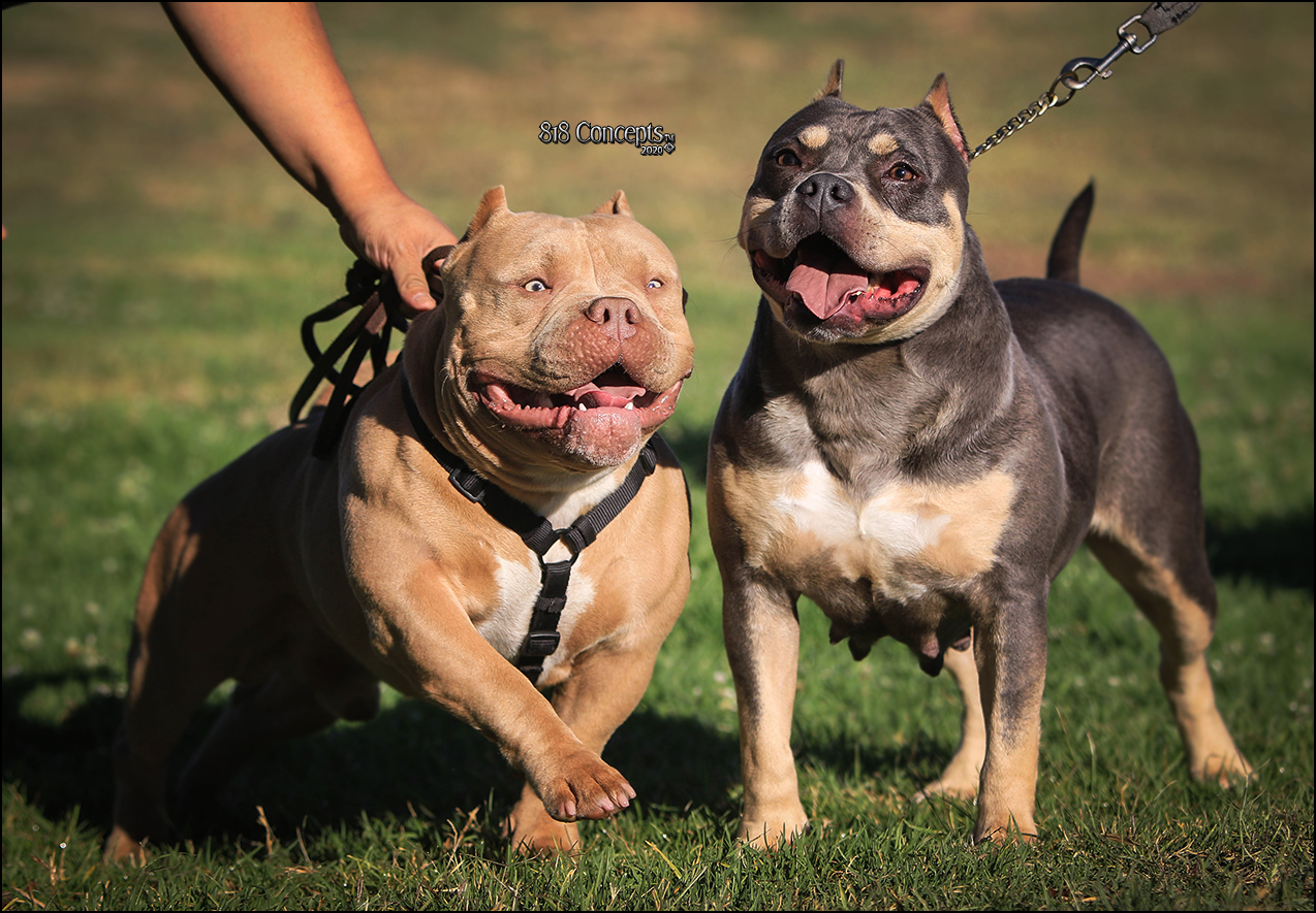American pocket bully