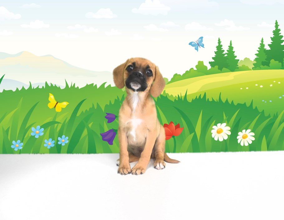Micro-chipped pug beagle mixed puppy (female)