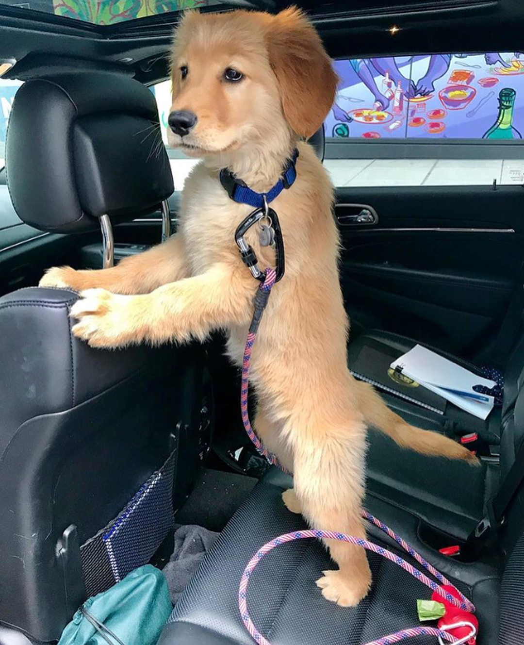 Pennysaver Male And Female Golden Retriever Puppies For Adoption In New York New York Usa