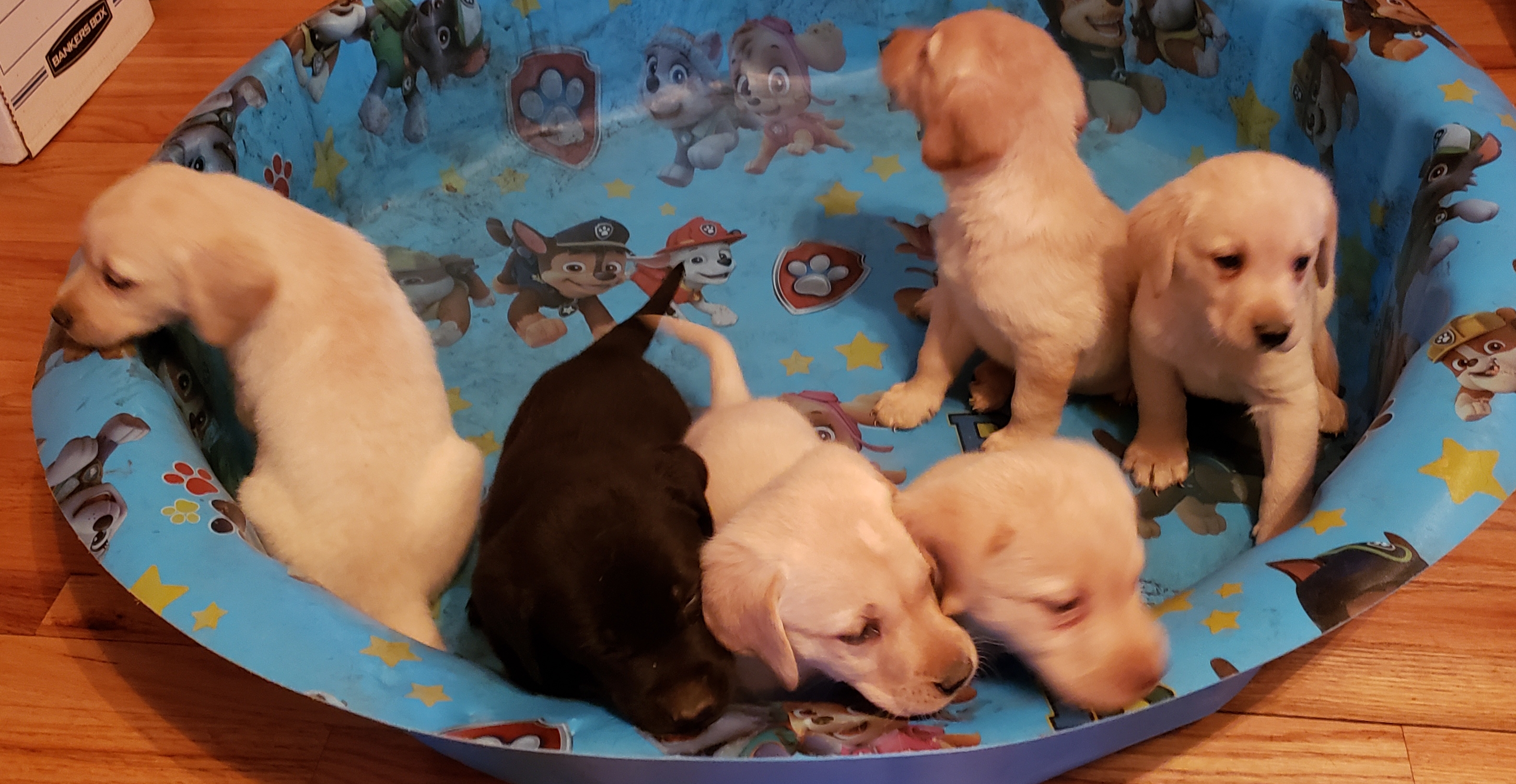 AKC American Yellow Labs