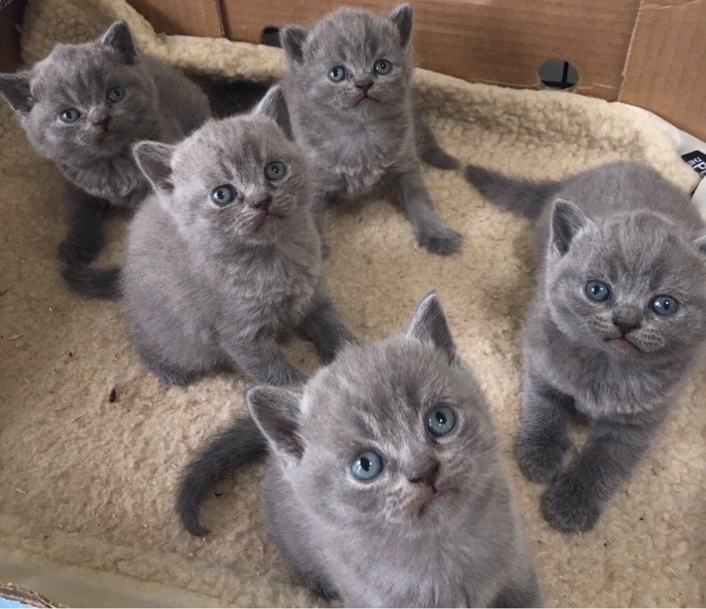 PennySaver | British shorthair kittens in New York, New York, USA