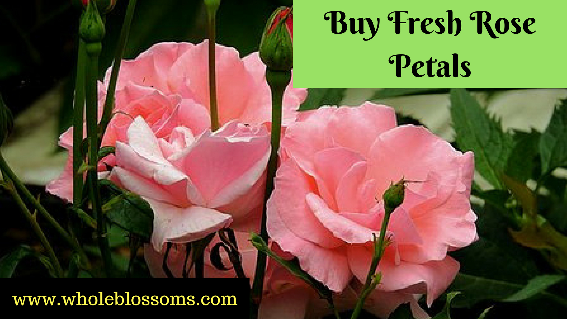 Buy Graceful Bulk Rose Petals for Floral Decorations