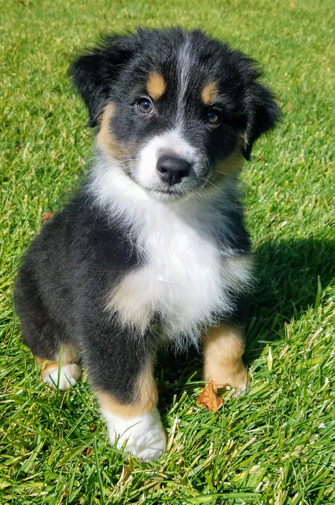 Enrich pakke ansvar PennySaver | AKC Australian Shepherd Puppies in San Diego, California, USA