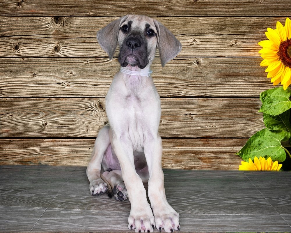 Heidi the Great Dane