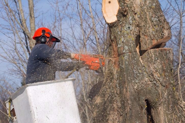 Doss Tree Service