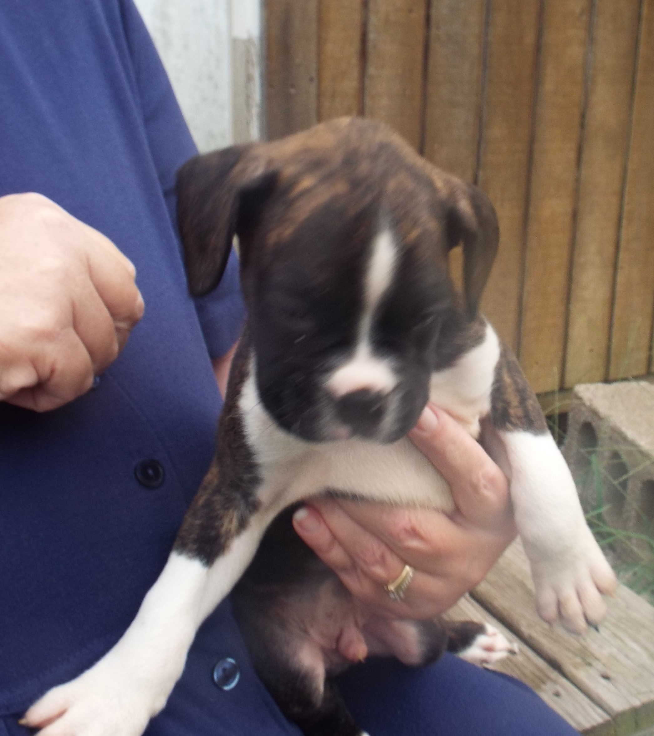 AKC Boxer puppies