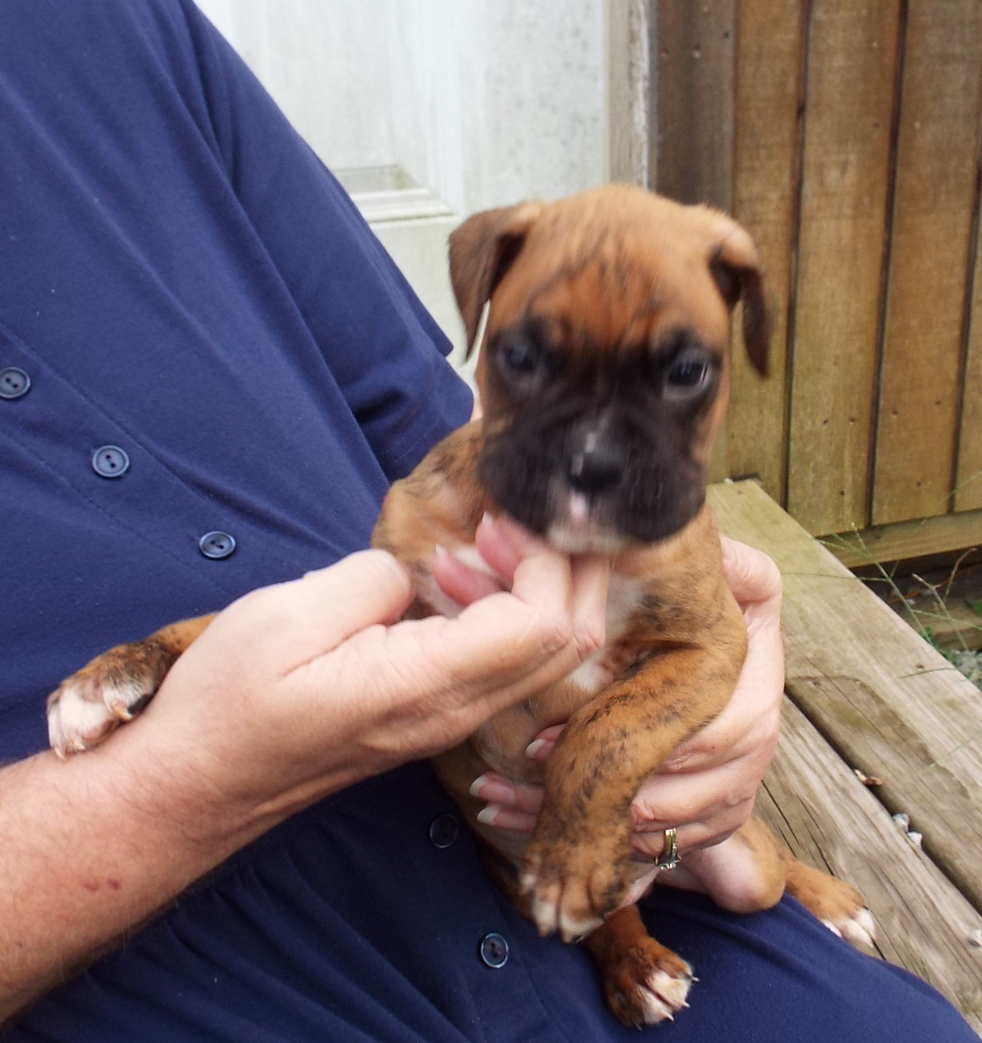 AKC Boxer puppies