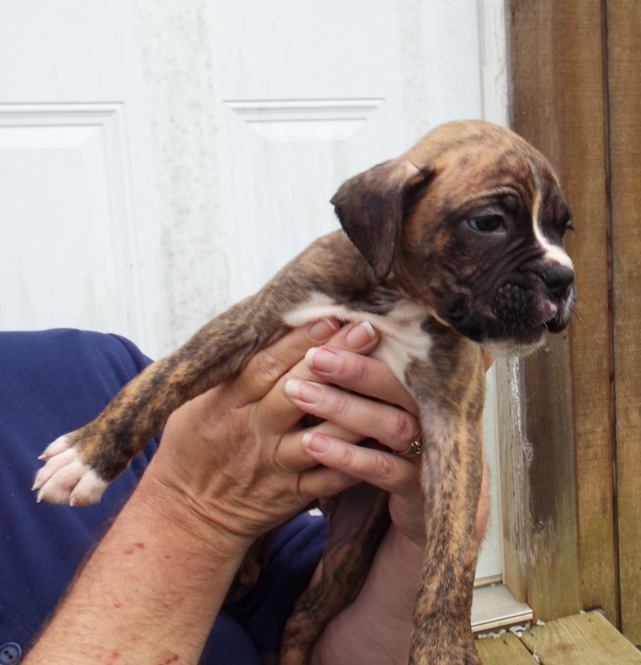 AKC Boxer puppies