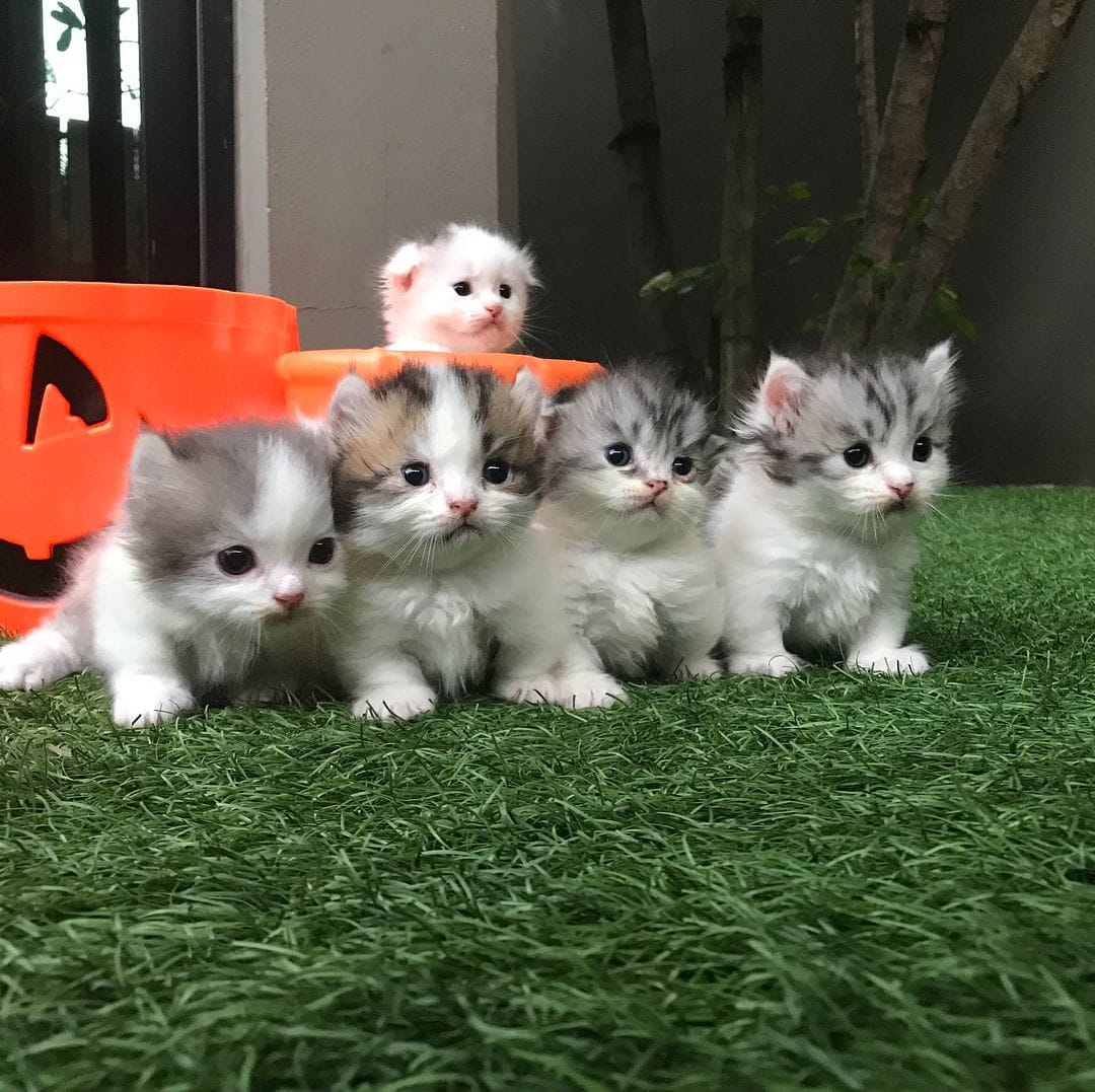 Gorgeous Munchkin Kittens For Sale