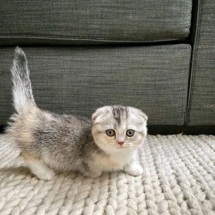 Cute Munchkin Cat For Sale