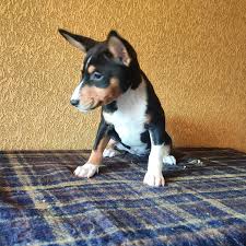 Pure breed Basenji Pups
