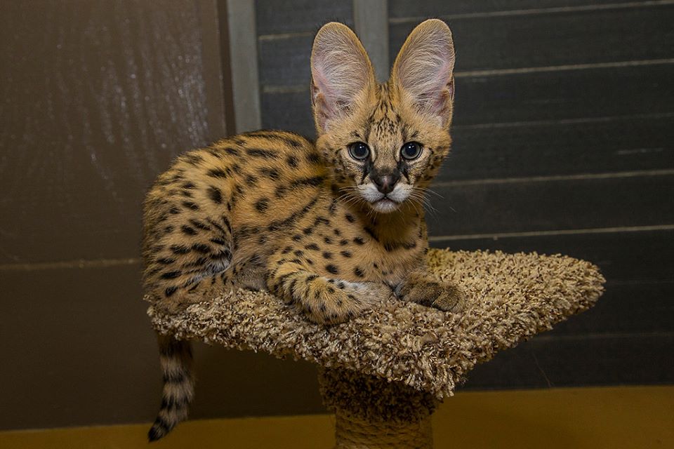 serval & caracal kittens for sale