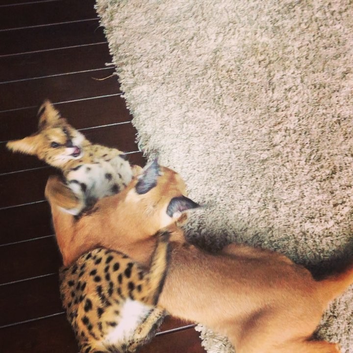 serval & caracal kittens for sale