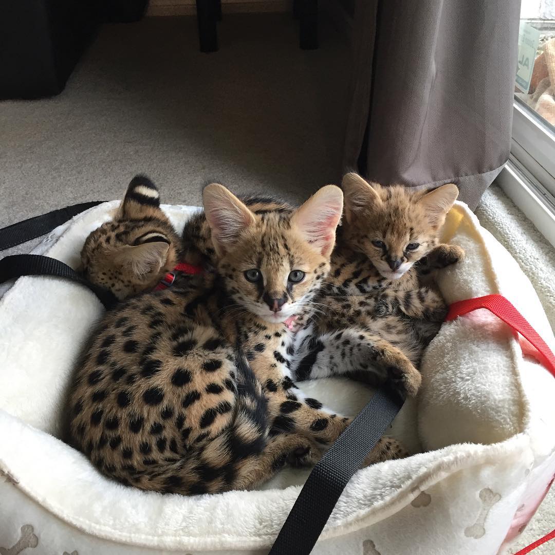 serval & caracal kittens for sale