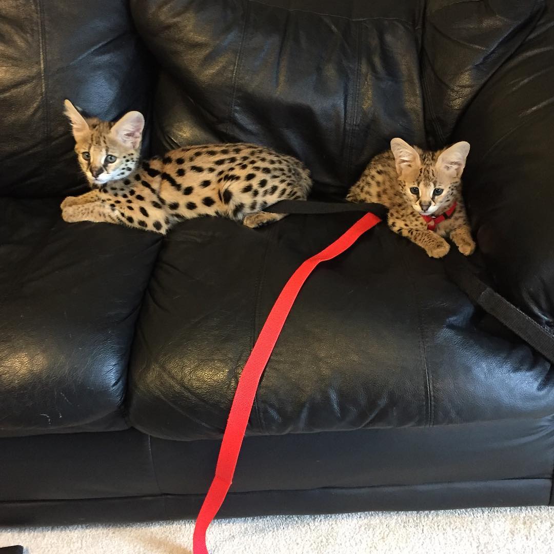 serval & caracal kittens for sale