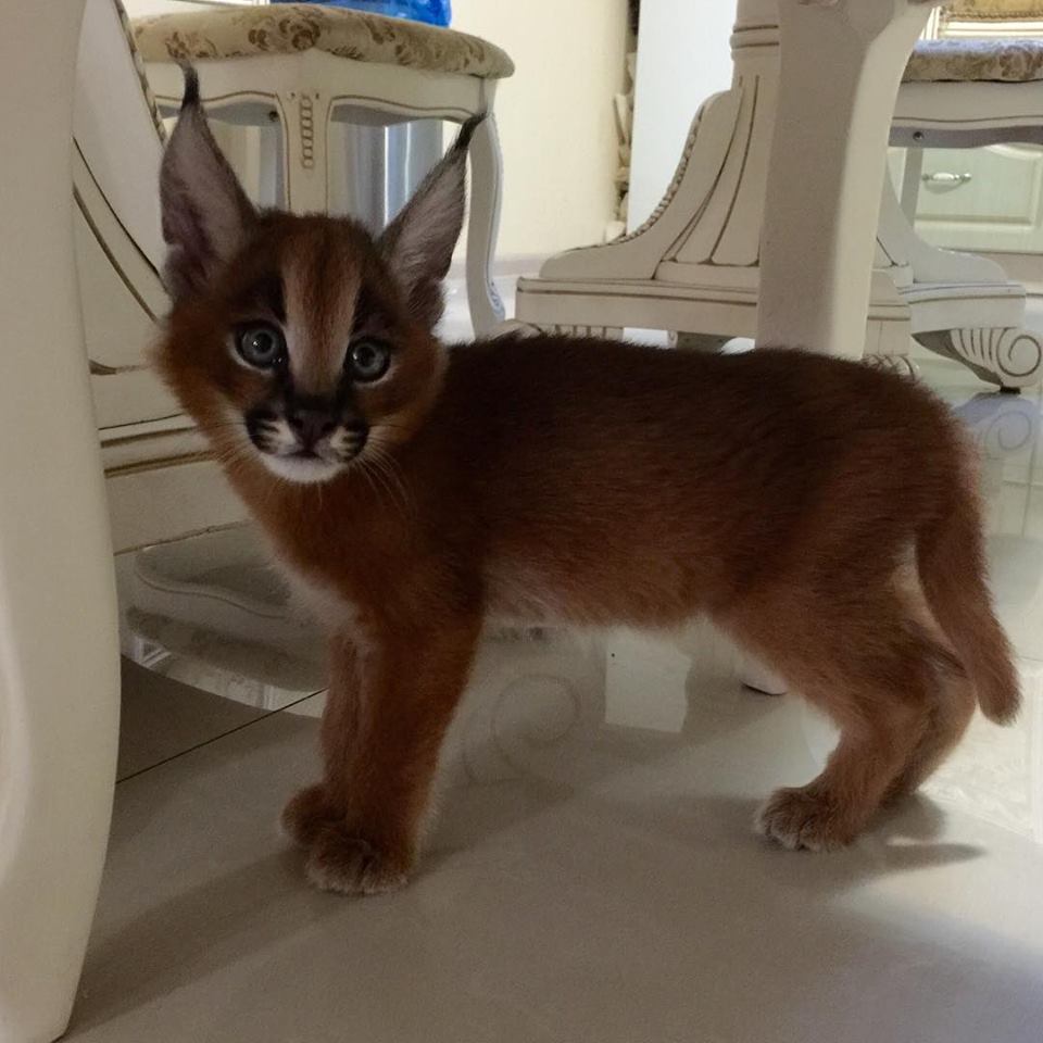 Pennysaver Serval Caracal Kittens For Sale In Hartford.