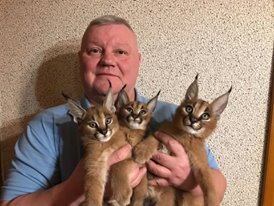 serval & caracal kittens for sale