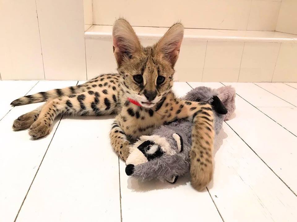 PennySaver serval & caracal kittens for sale in Hartford, Connecticut