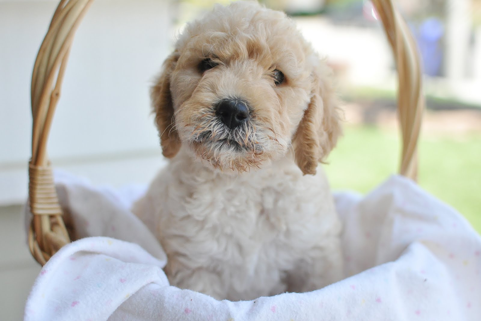 GOLDENDOODLE puppy