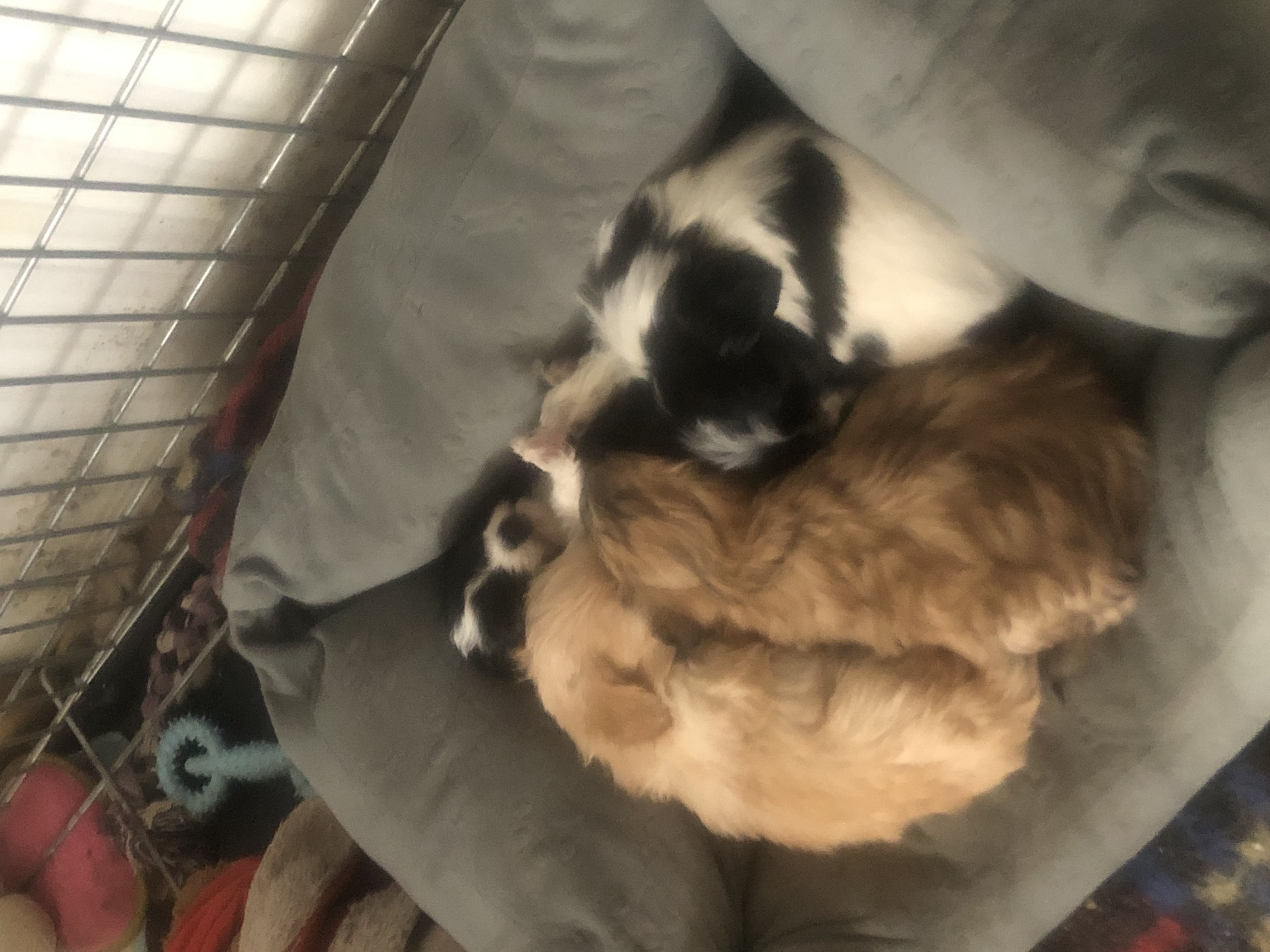 Shih Tzu