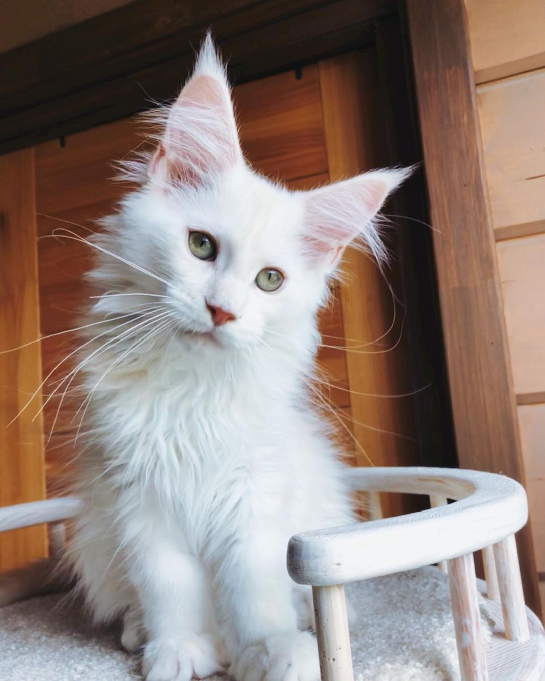 Maine coon kittens for sale
